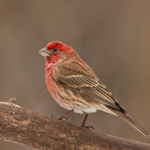 House finch on a branch