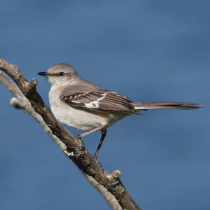 Northern mockingbird on a branch