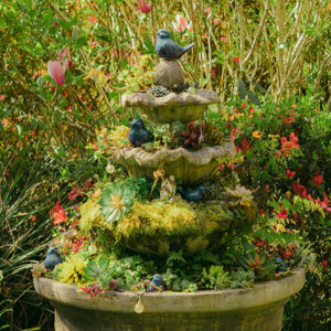 Bird bath with plants blooming in it