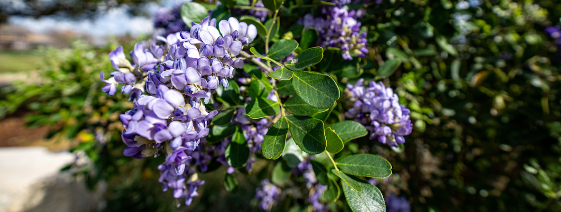 Texas Mountain Laurel blossoms