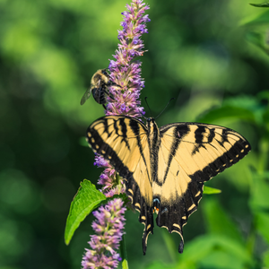 Butterfly and bee on a plant