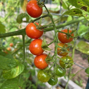 Cherry tomatoes ripening in the Bear Branch Community Garden