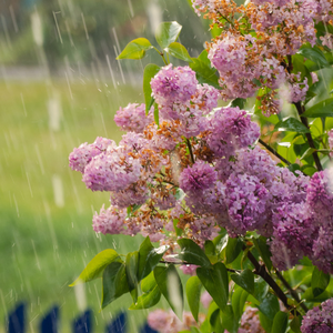 Flowers being rained on