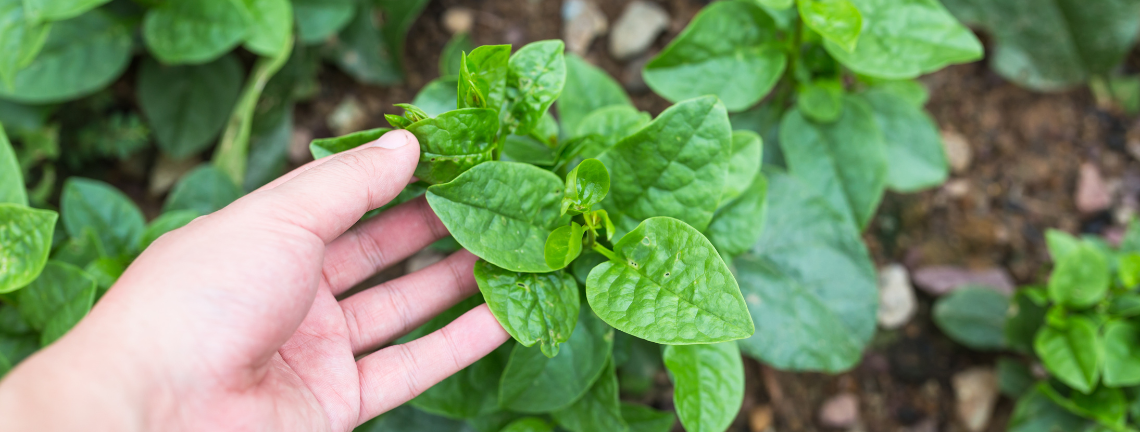 A hand holding a green plant