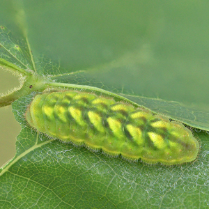 Henrys elfin caterpillar on a leaf