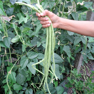 Person holding yard long beans