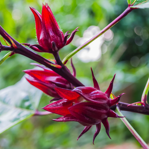 Roselle hibiscus flowers