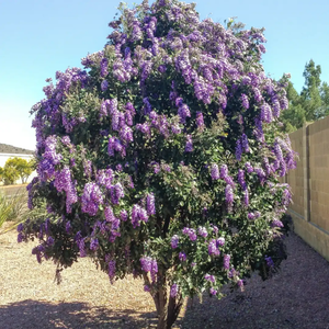 Texas mountain laurel tree