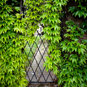 Trellis with vines climbing up it