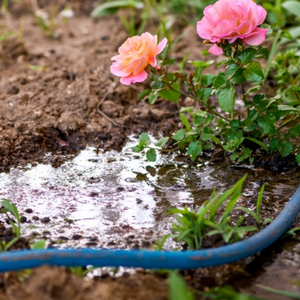 A drip irrigation watering soil and flowers