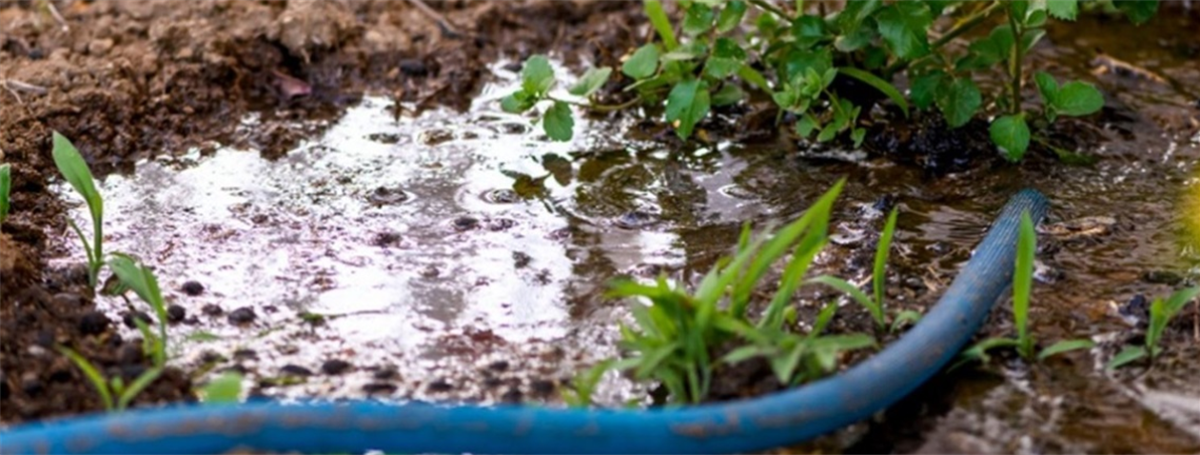 Think Like A Plant: How To Water Effectively With Deep Watering | The  Woodlands Township, TX