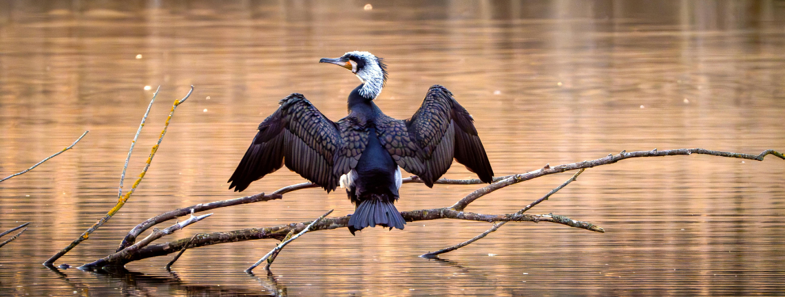 A large bird perched on a branch above a body of water