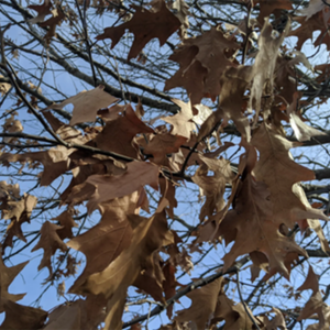 Deciduous tree leaves in the winter