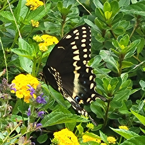 Swallowtail butterfly among flowers