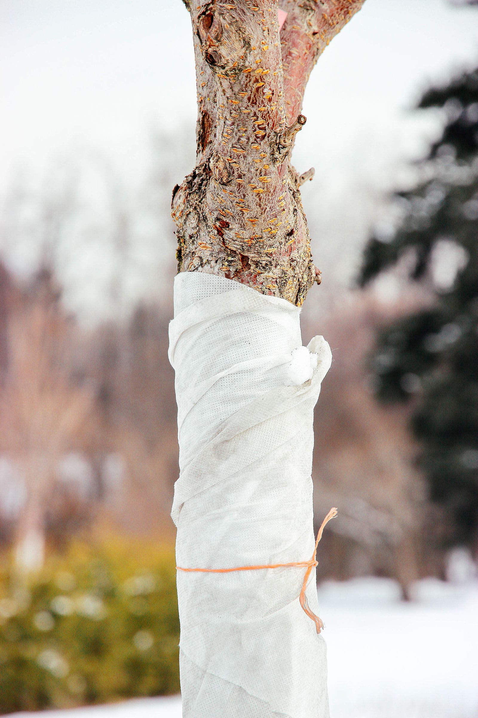 Young tree wrapped for winter with tree guard