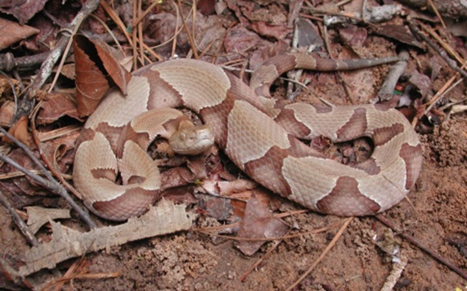 Copperhead.jpg