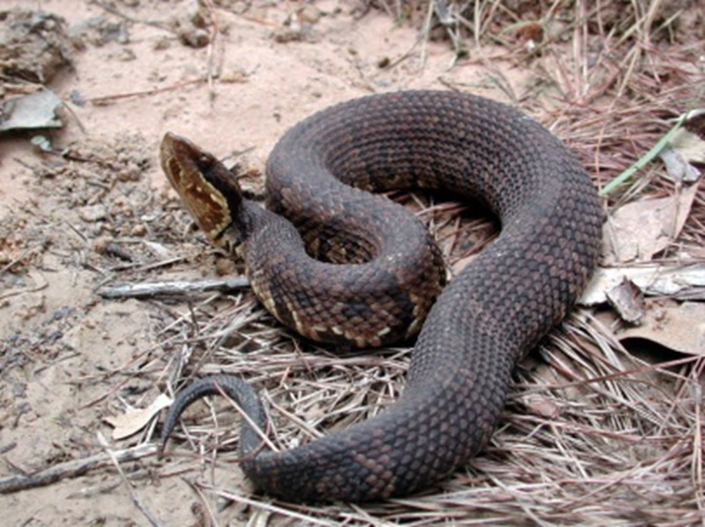 Cottonmouth.jpg