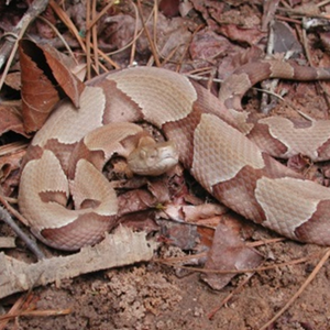 Southern Copperhead