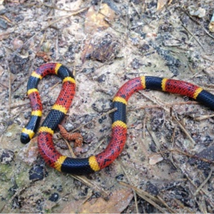 Texas Coral Snake