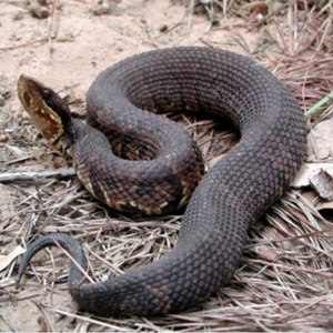Western Cottonmouth