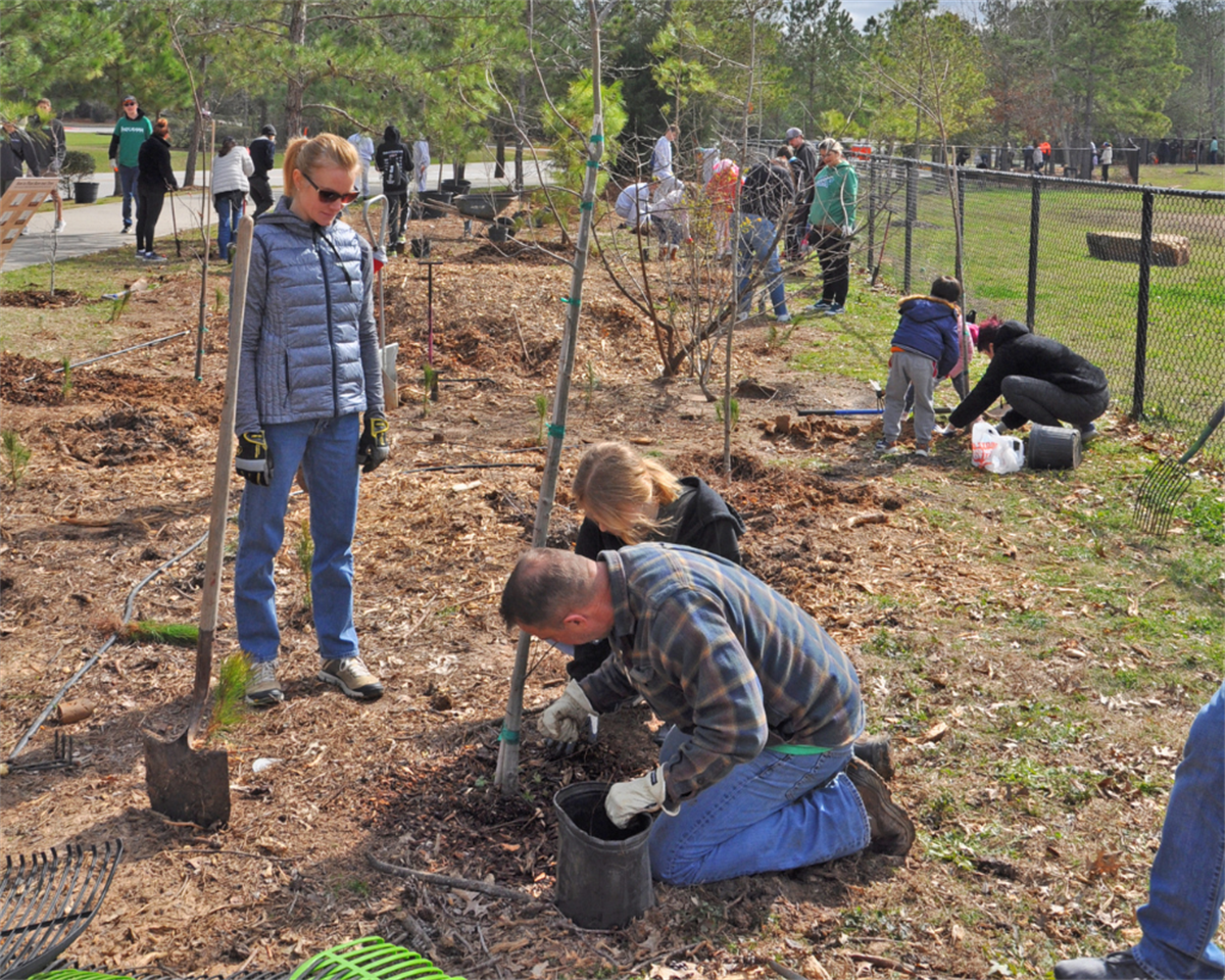 Local Trees Native Plants & Trees | The Woodlands Township, TX
