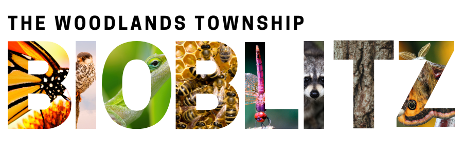 Photo of the Bioblitz banner with letters filled with pollinators