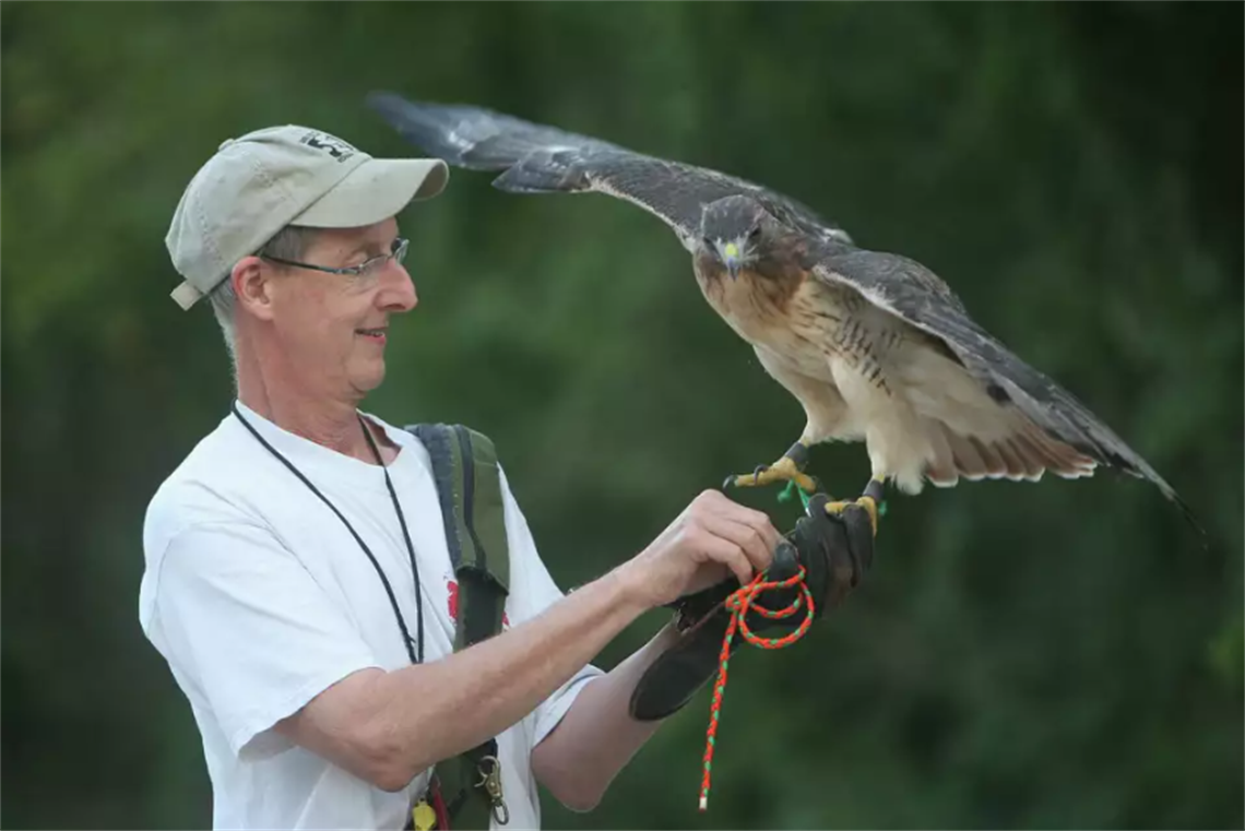 Photo of a person handling a large Falcon