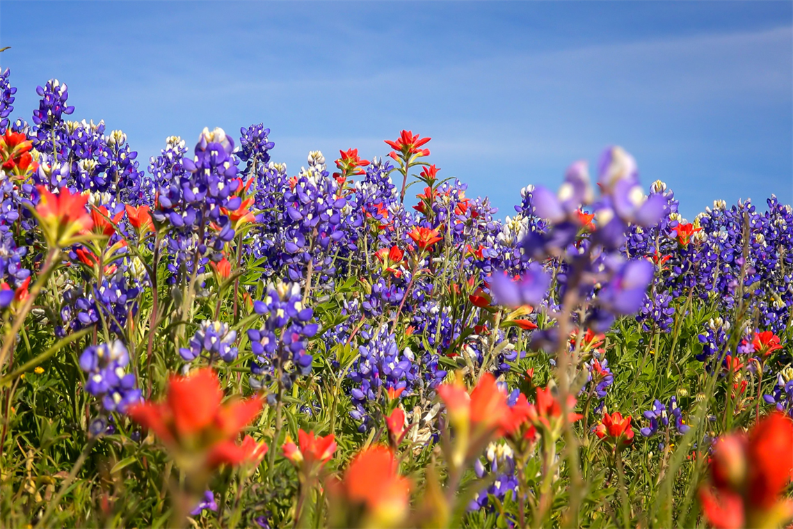 Image of orange and blue wildflowers