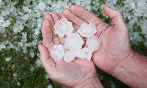 Photo of a person holding golf ball size hail