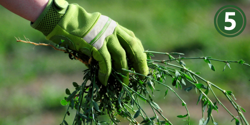 Hands wearing green gardening gloves holding a small group of weeds