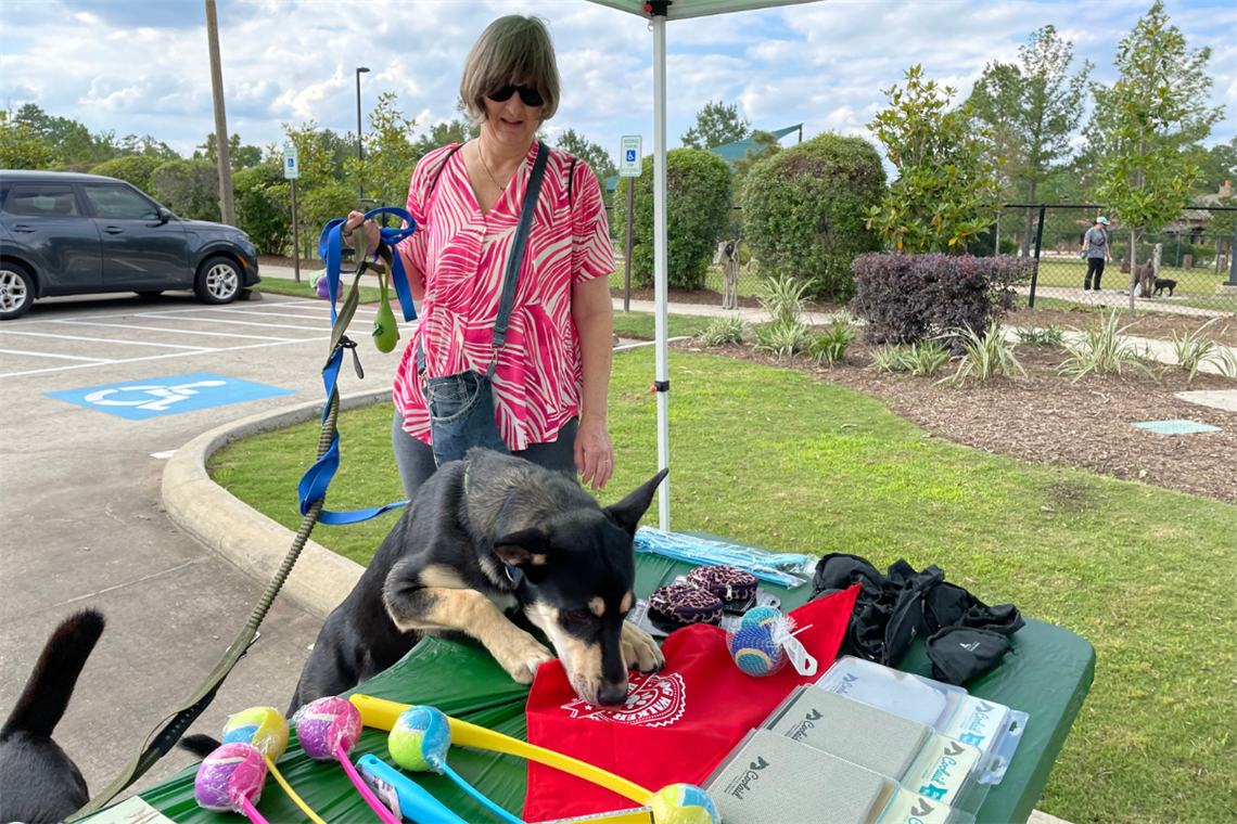 Image of a black and brown German Shepard sniffing items on a green table